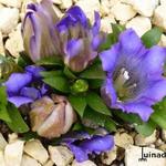 Gentiana scabra 'Rocky Diamond Blue' - 