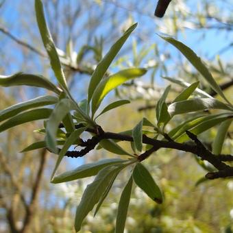 Pyrus salicifolia