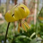 Erythronium - 