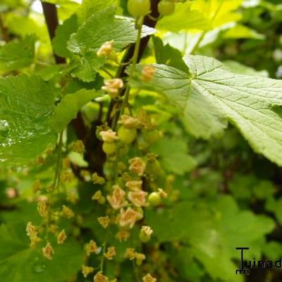 Ribes rubrum 'Jonkheer van Tets' - Ribes rubrum 'Jonkheer van Tets'