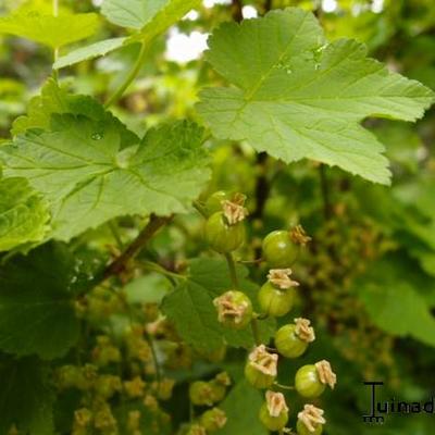 Ribes rubrum 'Jonkheer van Tets' - 