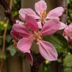 Malus domestica Ballerina 'Obelisk' - 