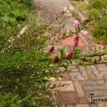 Cytisus scoparius 'Maria Burkwood' - 