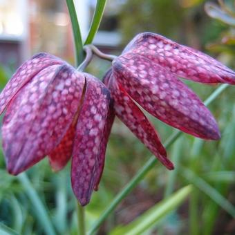 Fritillaria meleagris