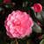 Camellia japonica