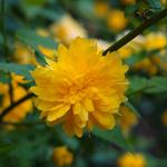 Kerria japonica 'Pleniflora'