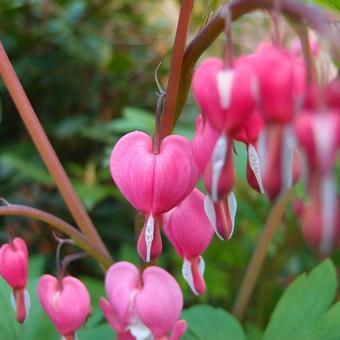 Lamprocapnos spectabilis