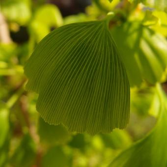 Ginkgo biloba