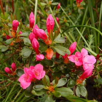 Rhododendron/Azalea