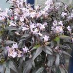 Strobilanthes anisophyllus 'Brunetthy' - 