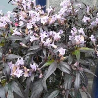 Strobilanthes anisophyllus 'Brunetthy'