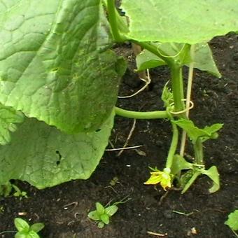 Cucumis sativus