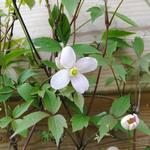 Clematis montana 'Pink Perfection' - 