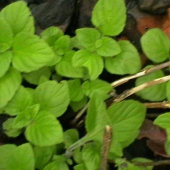 Mentha piperita