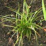 Liriope spicata - 