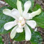 Calycanthus 'Venus' - 