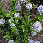 Ceanothus repens 'Blue Mound' - Ceanothus repens 'Blue Mound'