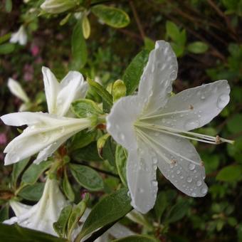 Rhododendron  'Palestrina'