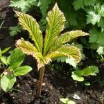 Rodgersia pinnata - RODGERSIE PLUMEUX