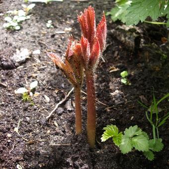 Rodgersia pinnata