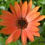 Osteospermum 'Salmon' - 