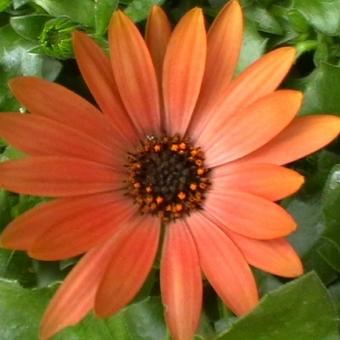 Osteospermum 'Salmon'