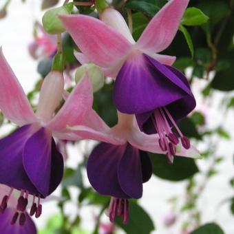 Fuchsia 'Lena'