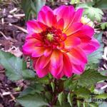 Dahlia 'Pink Butterfly' - 