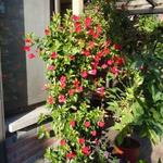 Mandevilla 'SUNDAVILLE Red' - 