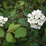 Spiraea x vanhouttei - Spirée de Van Houtte