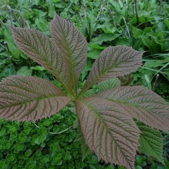 Rodgersia aesculifolia