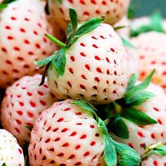 Fragaria x ananassa 'Pineberry'