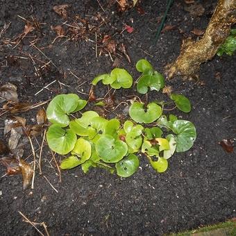 Asarum europaeum