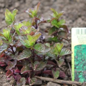 Mentha x piperita f. citrata 'Orange'