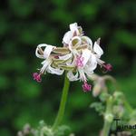 Pelargonium alternans - 