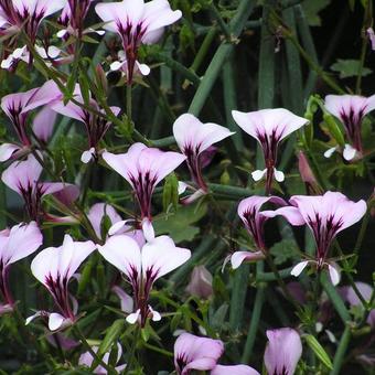 Pelargonium tetragonum