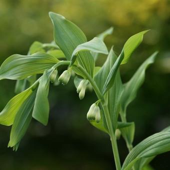 Polygonatum multiflorum