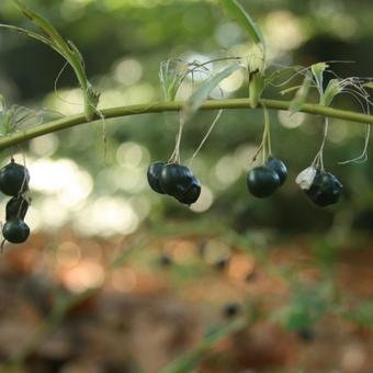 Polygonatum multiflorum