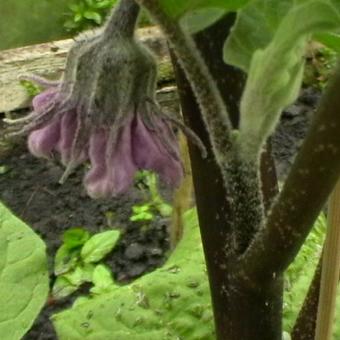 Solanum melongena