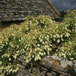 Schizophragma integrifolium - 