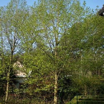 Tilia platyphyllos  'Delft'