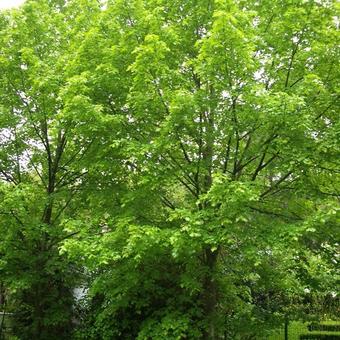 Tilia platyphyllos  'Delft'