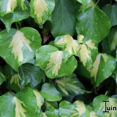 Hedera helix 'Gold Heart' - Hedera helix 'Gold Heart'