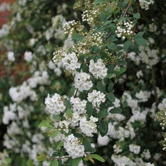 Spiraea x vanhouttei