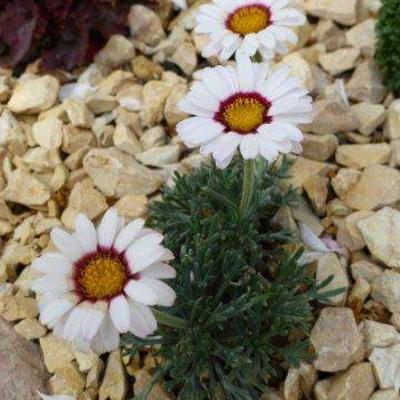 Chrysanthemum marwesii - 