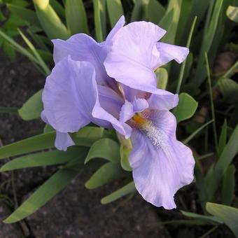 Iris pumila 'Little Sapphire'