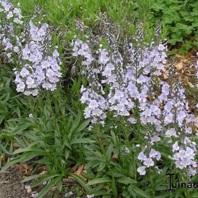 Veronica gentianoïdes - Veronica gentianoïdes