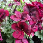 Pelargonium 'Bright Red' - 