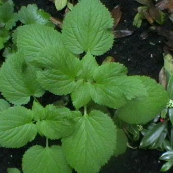 Lamium orvala