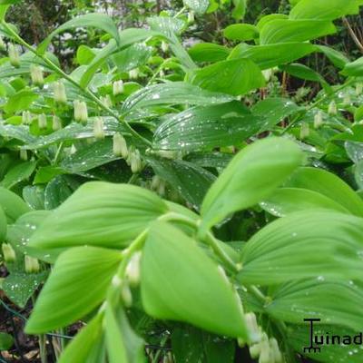 Echtes Salomonssiegel - Polygonatum odoratum